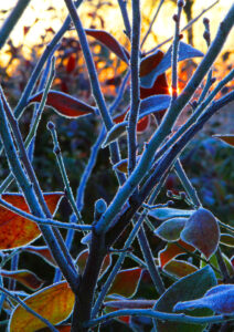 Blueberry Ice - Photo by Ron Miller - ronmiller.com