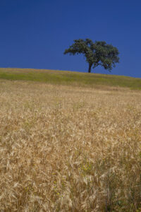 Tree Among the Wheat - Photo by Ron Miller - ronmiller.com
