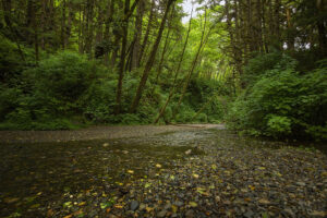 Fern Canyon 01 - Photo by Ron Miller - ronmiller.com