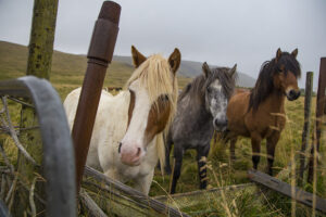 Icelandic Horses - Photo by Ron Miller - ronmiller.com