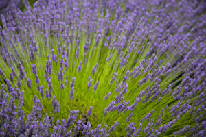Lavender - Photo by Ron Miller - ronmiller.com