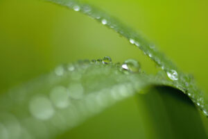 Water Drops - Photo by Ron Miller - ronmiller.com