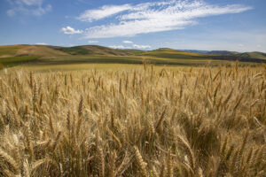 Wheat - Photo by Ron Miller - ronmiller.com